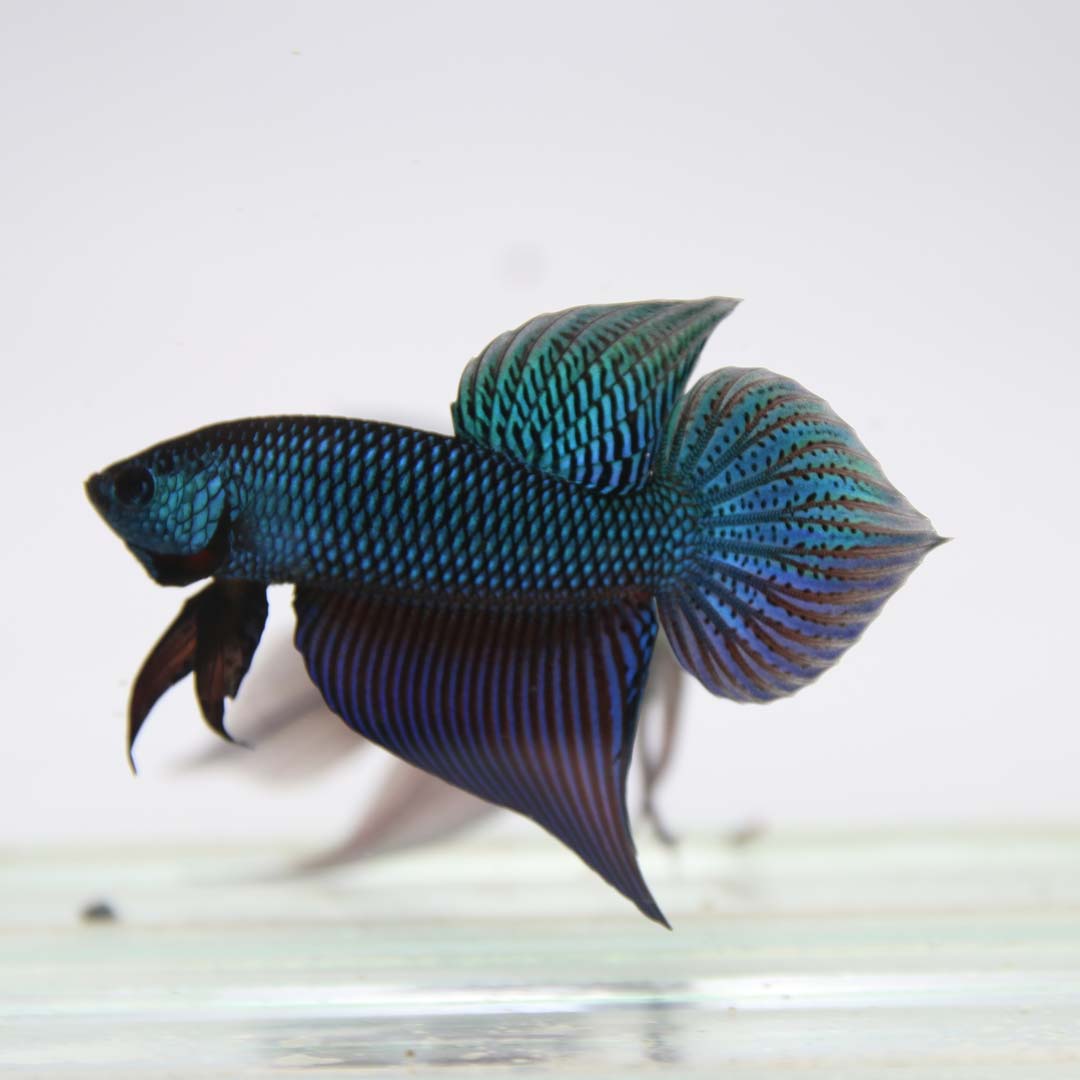 Side view of Betta smaragdina male from Isan Thailand